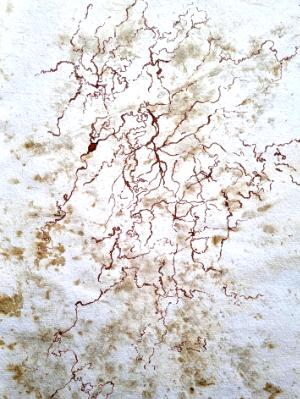 root root