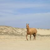 Hose on Todos Santos Beach