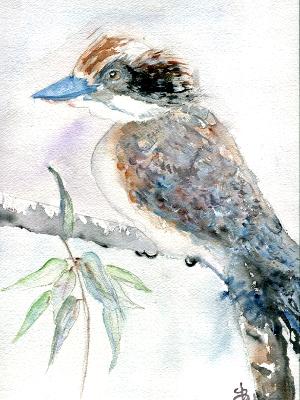 Kookaburra Bird