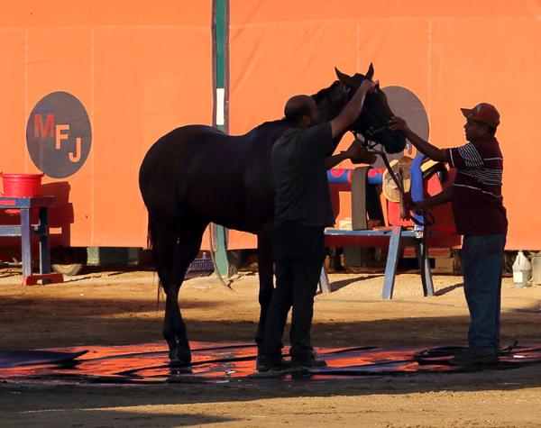 Del Mar Racetrack Stable Yard Grooming ThoroughbredHorses