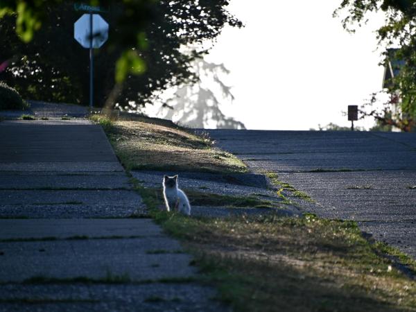 Jan Swan Paintings and Photography