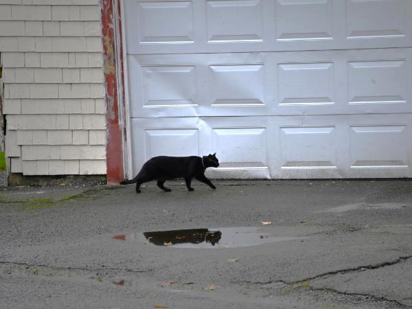 Jan Swan Paintings and Photography