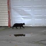 Jan Swan Paintings and Photography