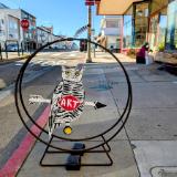 Jan Swan Paintings and Photography