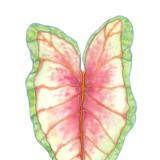 Elephant Caladium