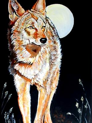 Coyote Moon Coyote Moon