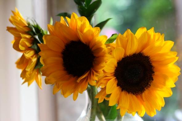 Three Sunflowers