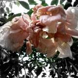 A Touch of Pink