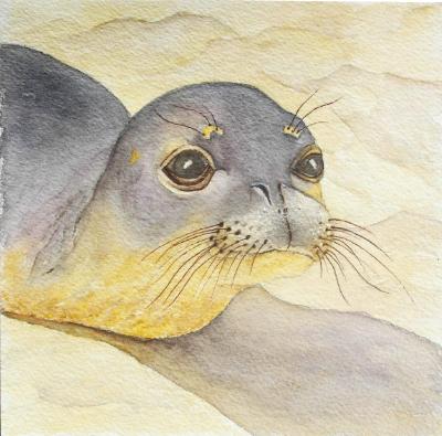Hawaiian Monk Seal Hawaiian Monk Seal