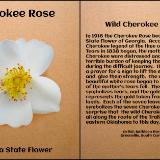 Cherokee Rose Georgia State Flower Pin