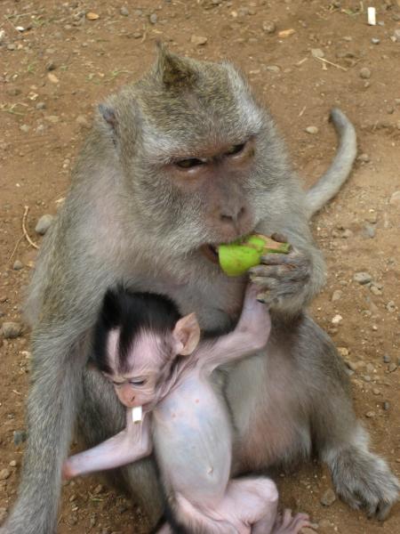 Monkey see. Monkey do.
