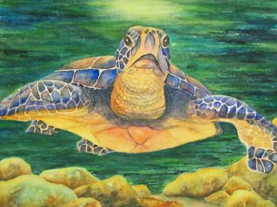 Cruisin' Turtle Cruisin' Turtle