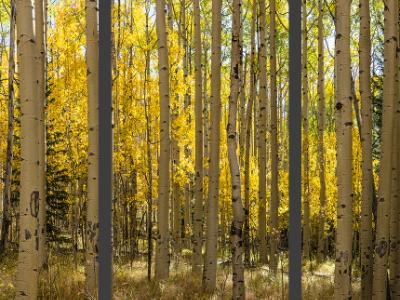 Aspen Forest Panorama (Click for full width) Aspen Forest Panorama (Click for full width)