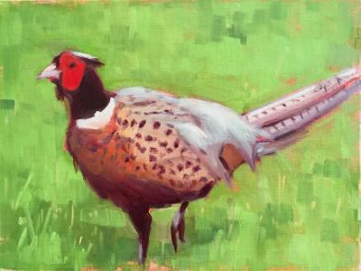 Don's Pheasant 8x10" oil Don's Pheasant 8x10" oil