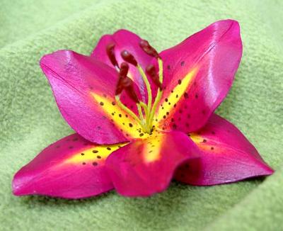 Plum Tiger Lily Plum Tiger Lily
