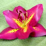 Plum Tiger Lily