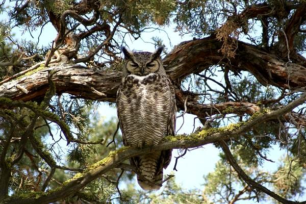 Great Horned Owl