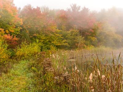 Foggy Morning on Snake Pond Foggy Morning on Snake Pond