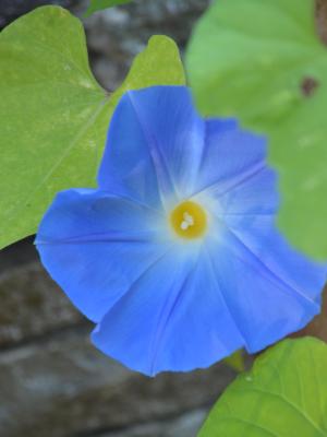 Peek a boo Morning Glory