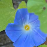 Peek a boo Morning Glory