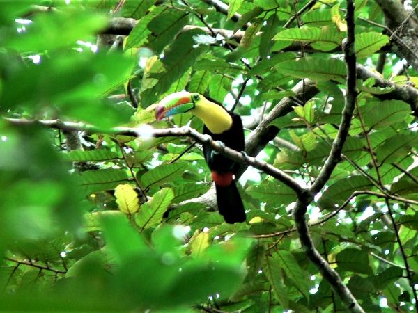 Rainbow-billed Toucan