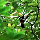 Rainbow-billed Toucan