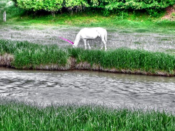 Unicorn in Wyoming