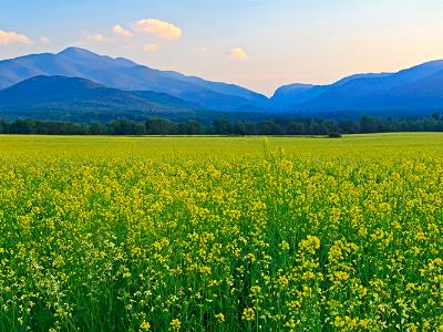 Canola Fields Adirondacks Panorama (Click for full width) Canola Fields Adirondacks Panorama (Click for full width)
