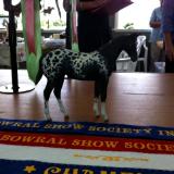 Bowral LIVE 2011