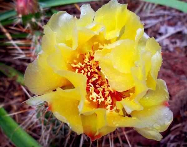 Cactus Flower