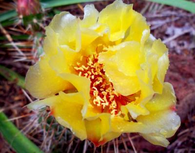 Cactus Flower Cactus Flower