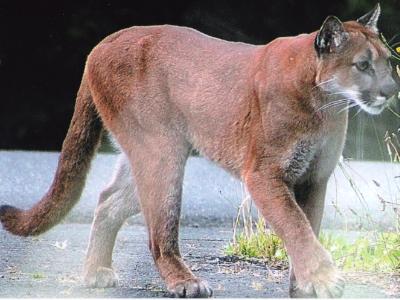 Cougar on our driveway Cougar on our driveway