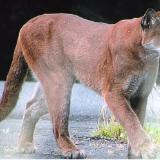 Cougar on our driveway