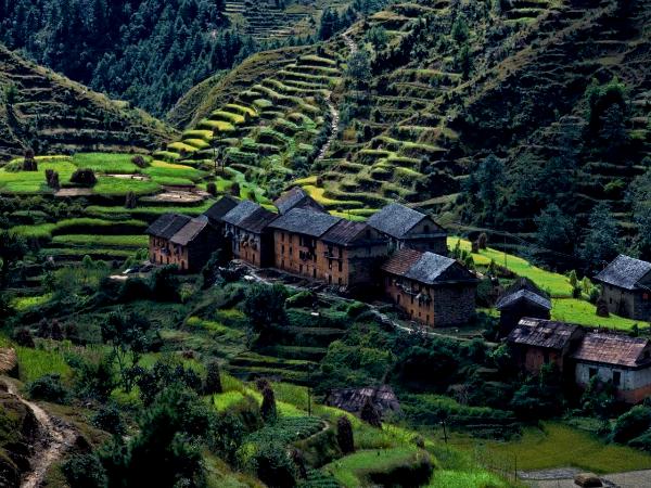 Nepalese Farm Terraces