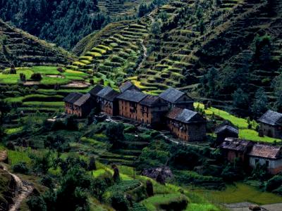 Nepalese Farm Terraces