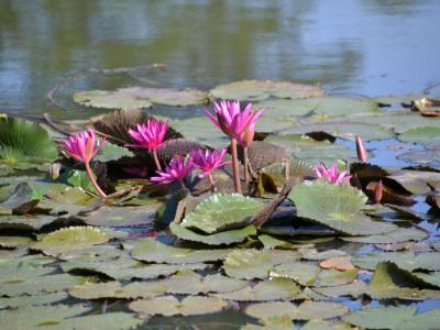Water Lilies (Cambodia/Angkor Wat) Water Lilies (Cambodia/Angkor Wat)