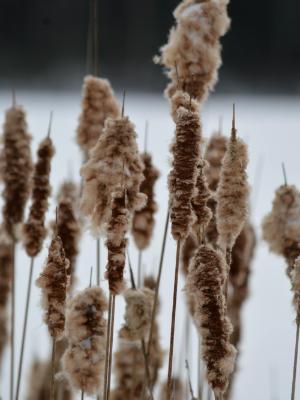 cattails weathering the storm