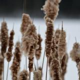 cattails weathering the storm