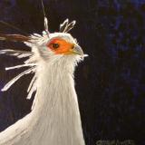 Secretary Bird