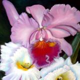 Cattlyea Orchids