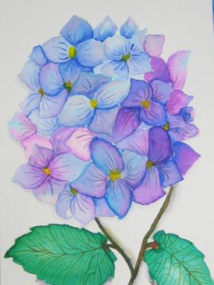 Spring Hydrangea