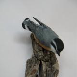Red Breasted Nuthatch #35