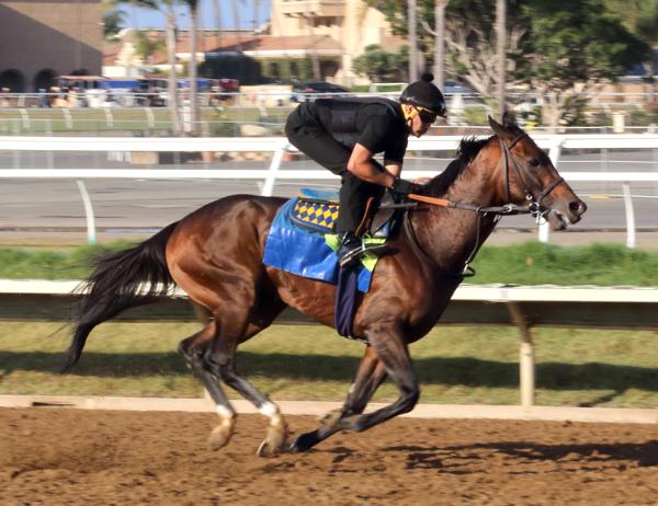 Del Mar Racetrack Morning Workout Thoroughbred Horses