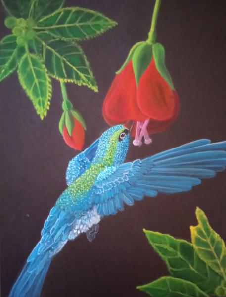 Sipping Sunbird