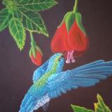 Sipping Sunbird