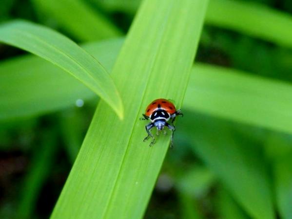 Ladybird