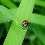 Ladybird