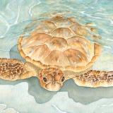 Bora Bora Sea Turtle