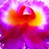 Colorful Ochid