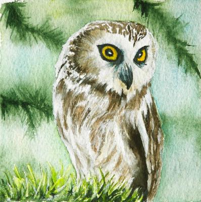 Northern Saw-Whet Owl Northern Saw-Whet Owl